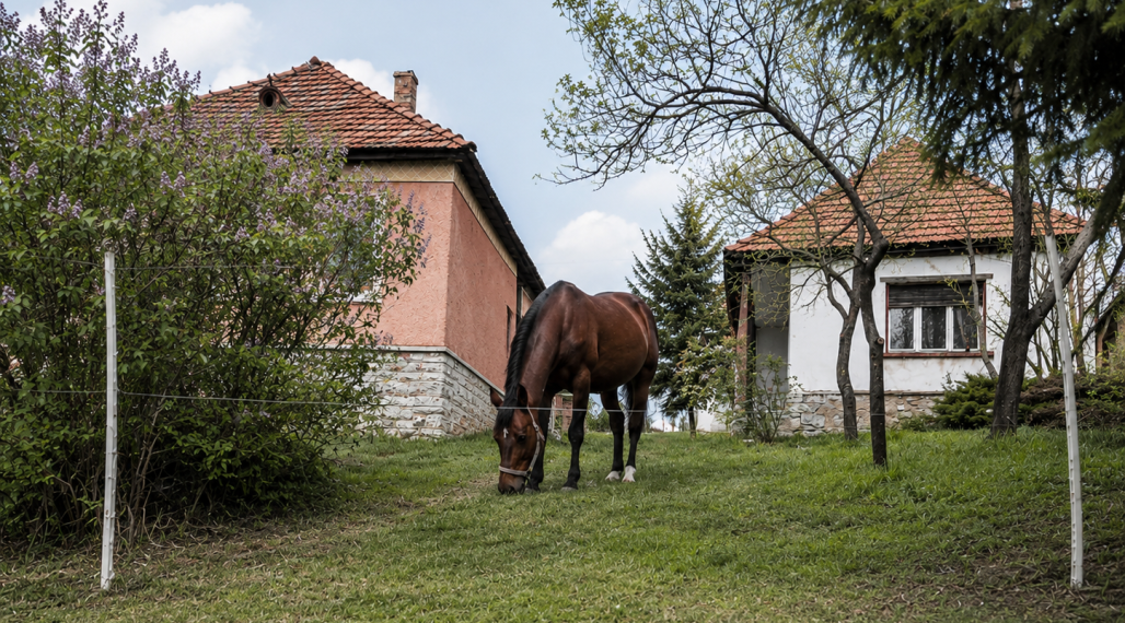 NA PREDAJ _ dva domy _ 73m² a 41m² _  pozemok 3000m²_Szőlősardó