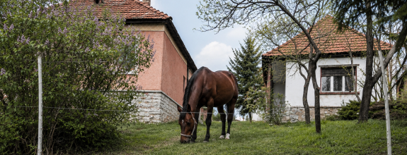 NA PREDAJ _ dva domy _ 73m² a 41m² _  pozemok 3000m²_Szőlősardó