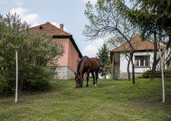 NA PREDAJ _ dva domy _ 73m² a 41m² _  pozemok 3000m²_Szőlősardó